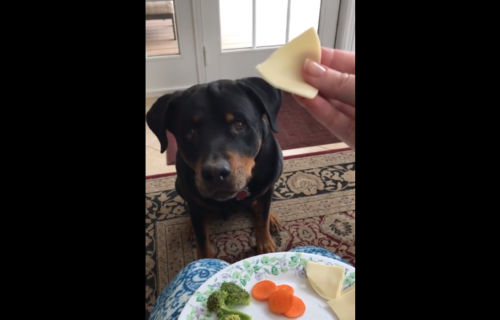 チーズに頷く犬