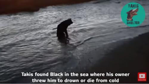 海の中にいる犬