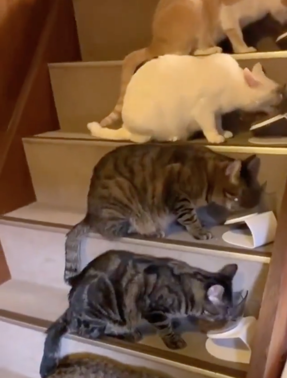 階段でごはんを食べる猫