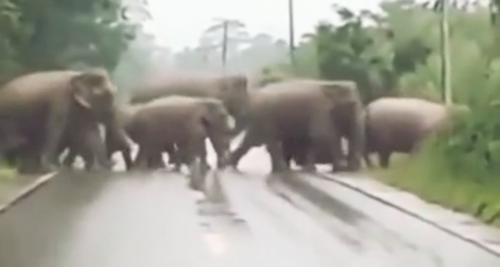 ゾウの大群が通過する