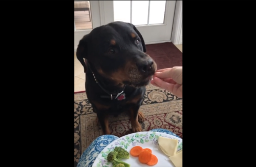 チーズを食べる犬