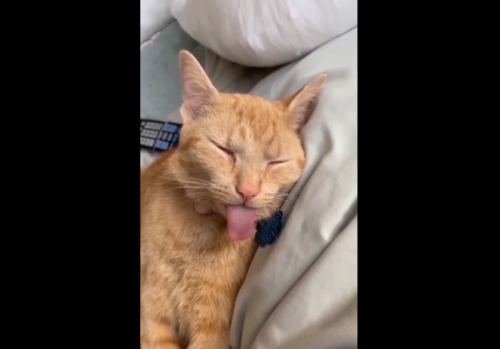 舌が出たまま寝る猫