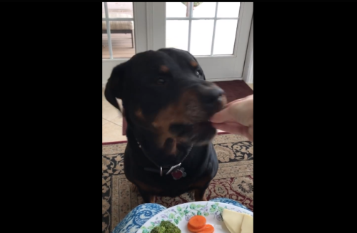 チーズを食べる犬