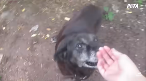 手に顔を寄せる犬