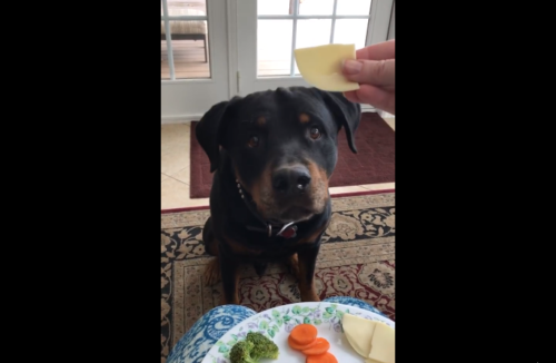 チーズを見る犬