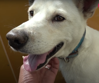 噛む唸るの行動が目立った元野良犬の ショウくん その後の変化に驚き もふたん