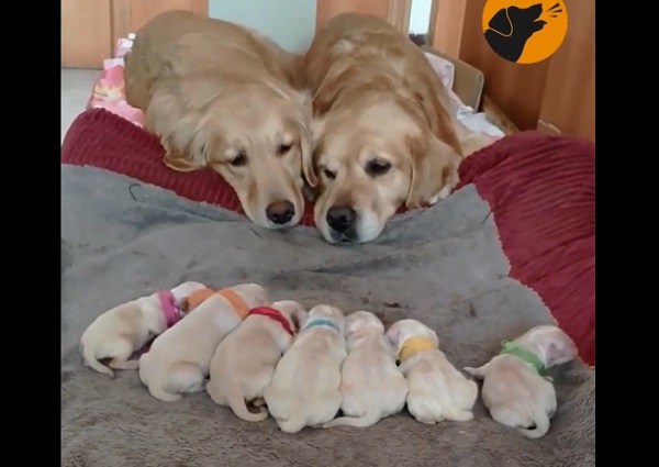 可愛い 子犬たち そっと見守る ゴールデンレトリーバー夫婦 心温まる 人続出 と話題 もふたん