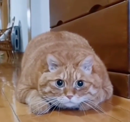 床に伏せる猫
