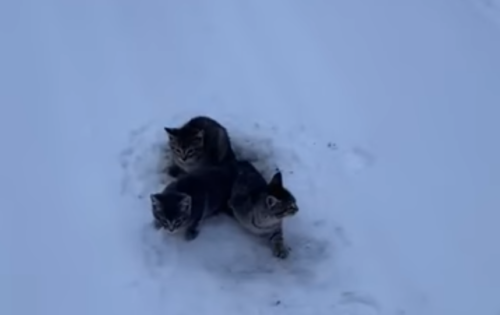 雪の上の3匹の子猫