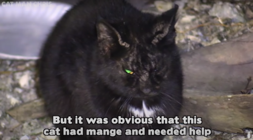 疥癬にかかった黒猫
