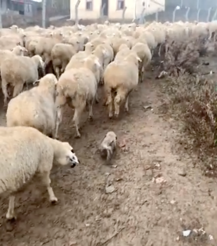 羊の群れの中に子犬