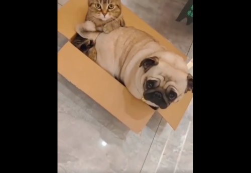 見上げる犬と猫
