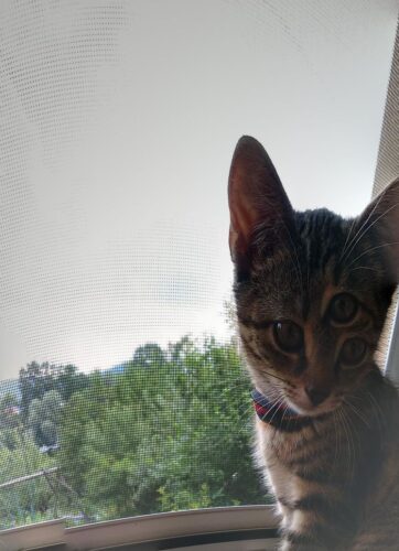 可愛い子猫
