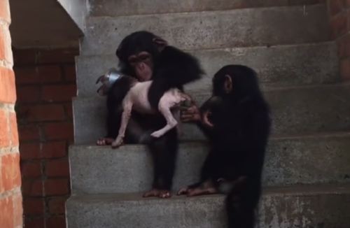 子犬を抱っこするチンパンジー