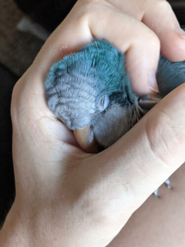 やすらぎ