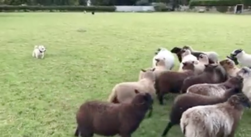 向き合う牧羊犬と羊の群れ