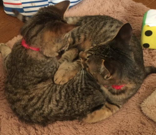 仲良く眠る2匹の猫