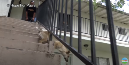 階段から飛び降りる犬