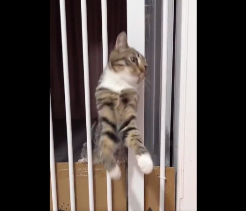 柵の隙間を抜けようとする猫