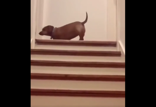 階段の上にいる犬