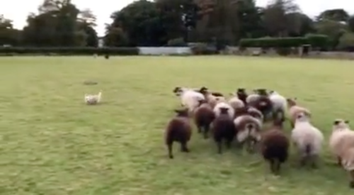 牧羊犬を追いかける羊