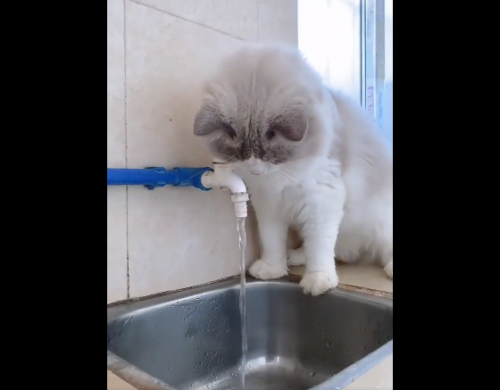 水を出す猫