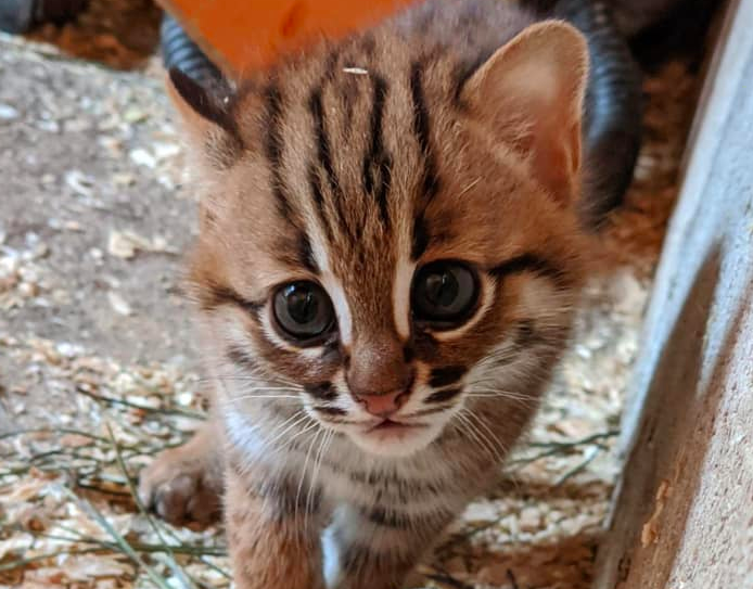 世界最小の子猫 サビイロネコ の繁殖に成功 モフモフで可愛いと話題に もふたん