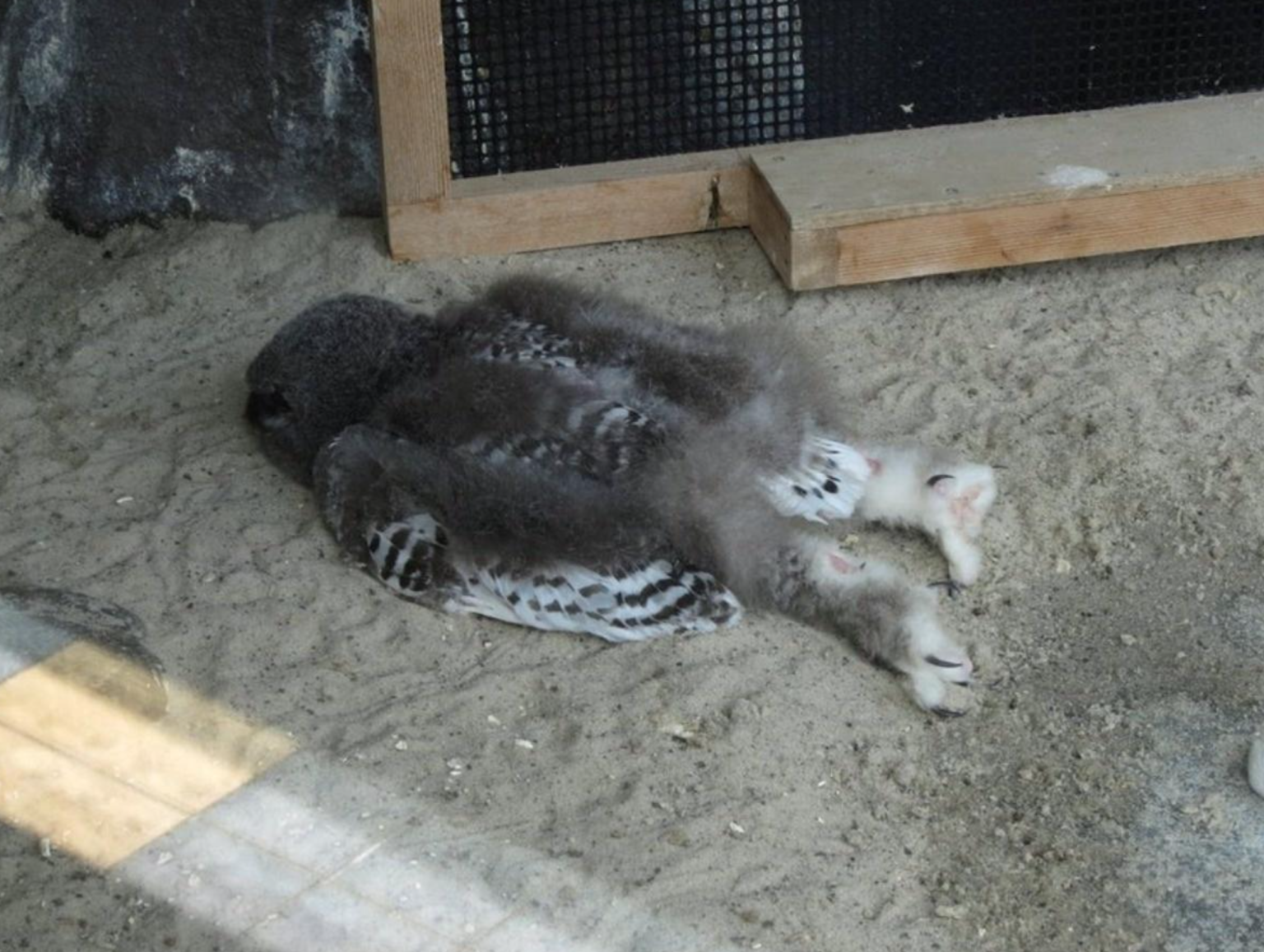 眠るフクロウの赤ちゃん