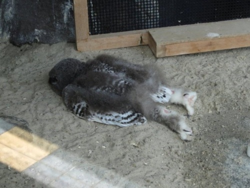 眠るフクロウの赤ちゃん