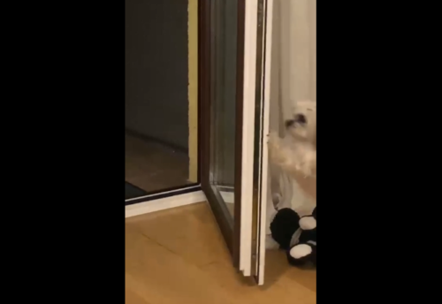 扉を閉める犬