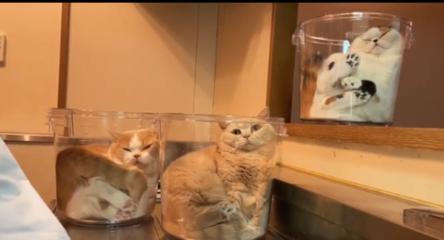 透明なバケツに入っている3匹の猫