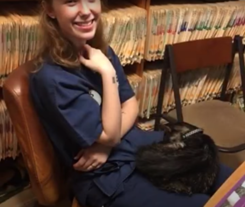 女性の膝で甘える猫