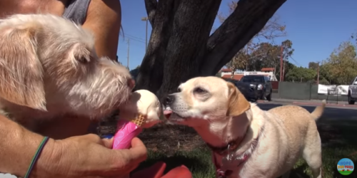 アイスを舐める2匹の犬
