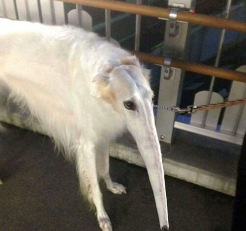 アリクイ