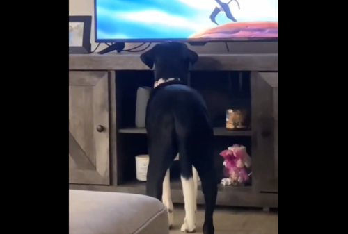 テレビを見てる犬