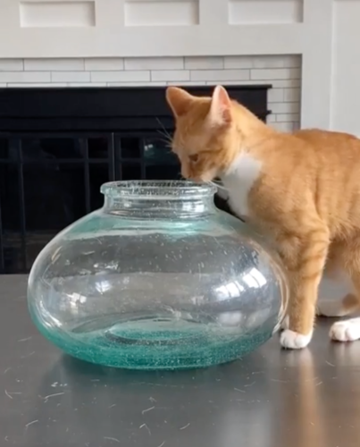 金魚鉢を見る猫