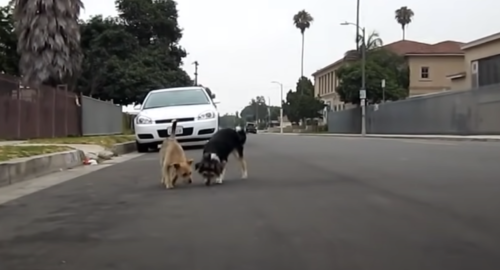 道路をうろつく2匹の犬