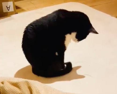 自分の影を見つめる猫