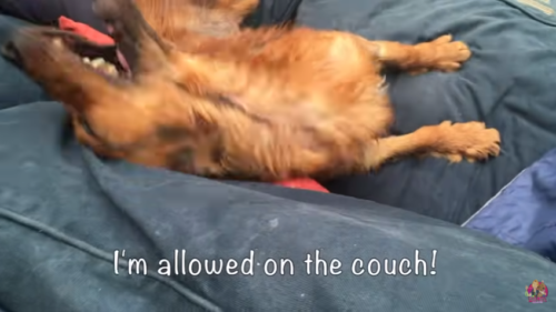 ソファーの上の犬