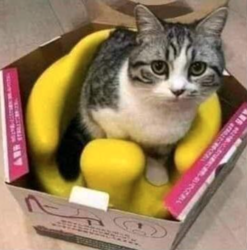 箱の中に入っている椅子に座る猫