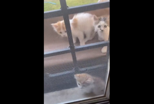 窓の外の子猫たち