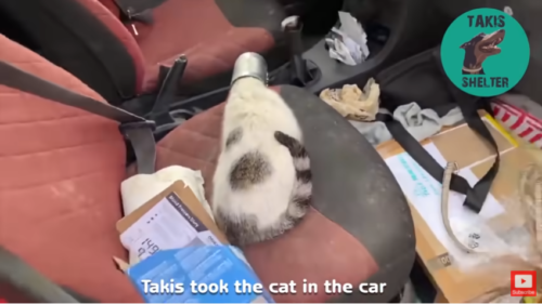 車の中の猫