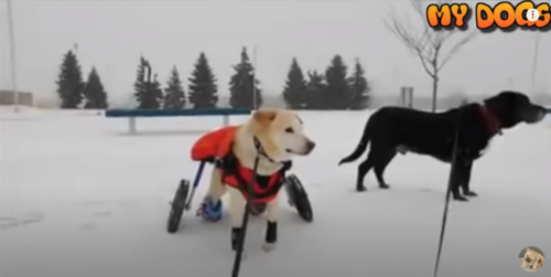 雪の上の犬