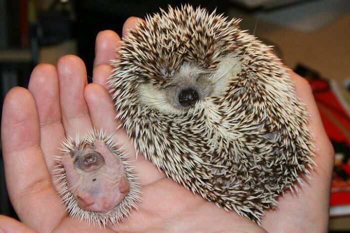 かわいすぎる 動物の親子 の写真10選 愛情あふれる姿を見てください もふたん