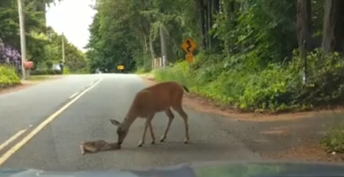 子鹿に顔をつける母鹿