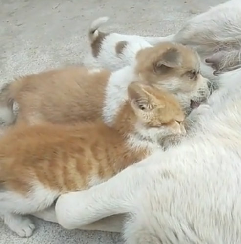 母乳を飲む子猫と子犬