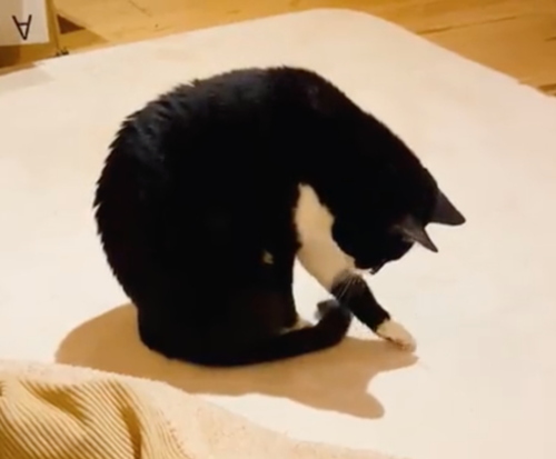 影に触る猫