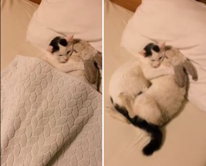 お布団の中で『うさぎを抱きしめながら眠る猫』に胸キュンが止まらない