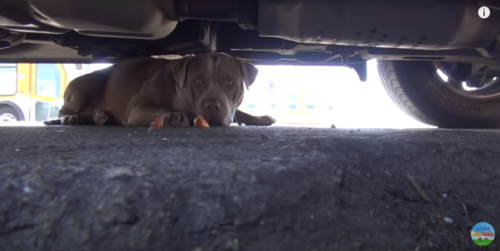 車の下の犬