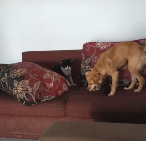 ソファーの上の犬と猫